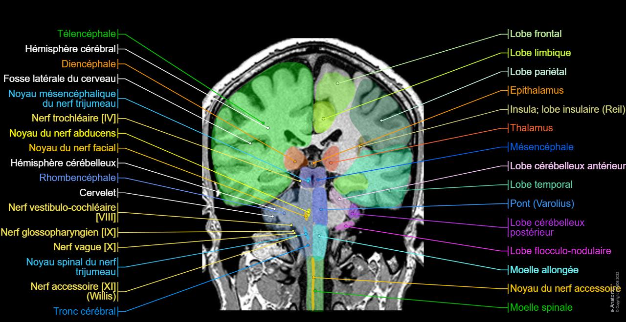 Cerveau IRM 3D : anatomie normale | e-Anatomy