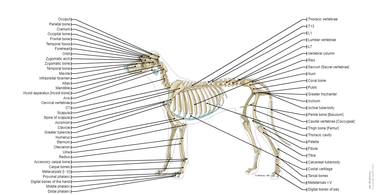 Canine general anatomy 26 labeled illustrations with definitions