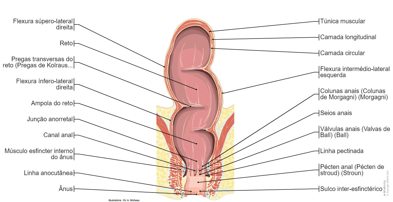 Diagrama Do Anus Sistema Digestivo
