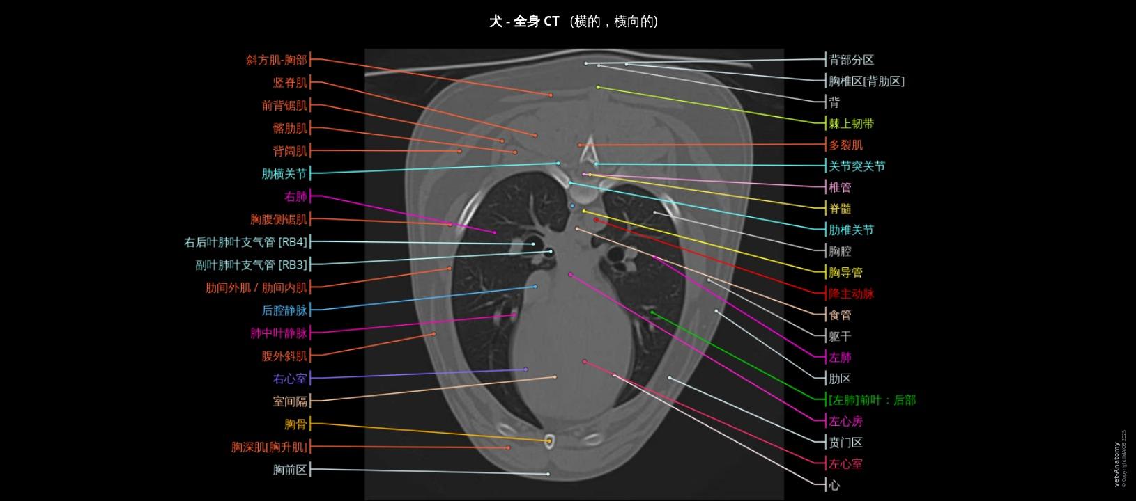 狗全身解剖图|vet-Anatomy