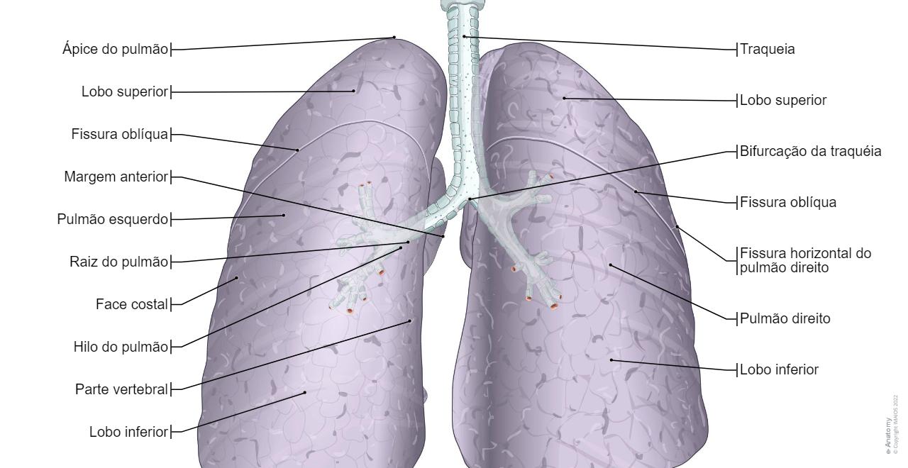 Pulmões Ilustrações : normal anatomy | e-Anatomy