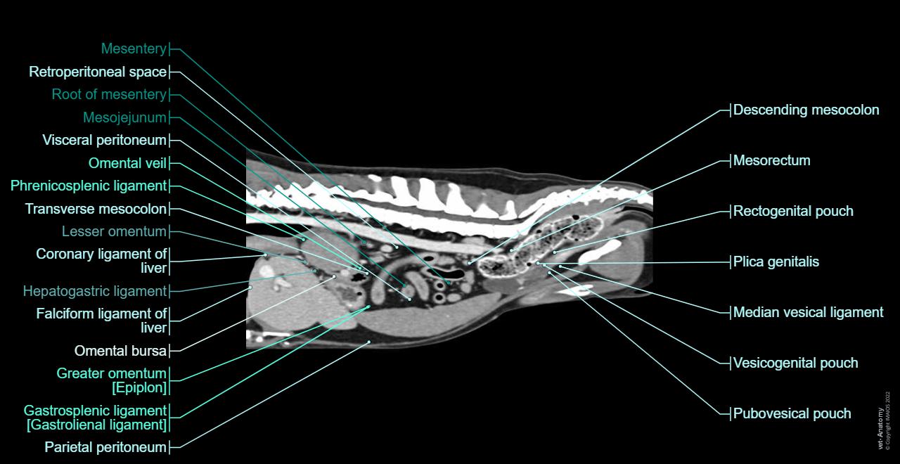 Ct Scan In Dogs Dog - Abdomen - Pelvis (CT): normal anatomy | vet-Anatomy