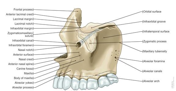 Netter Maxilla Skull Illustrations: normal anatomy | e-Anatomy