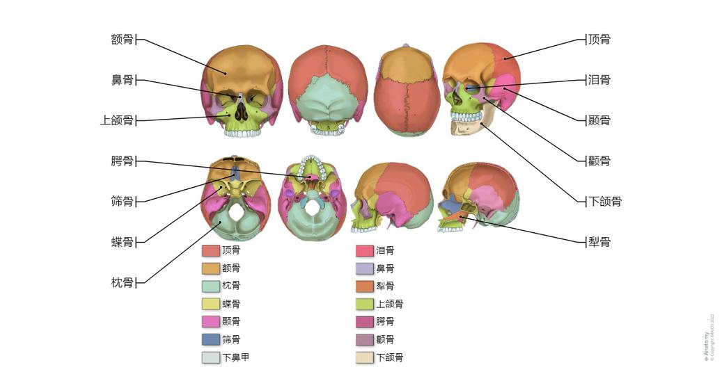 颅骨 图解 : 正常解剖 | e-Anatomy