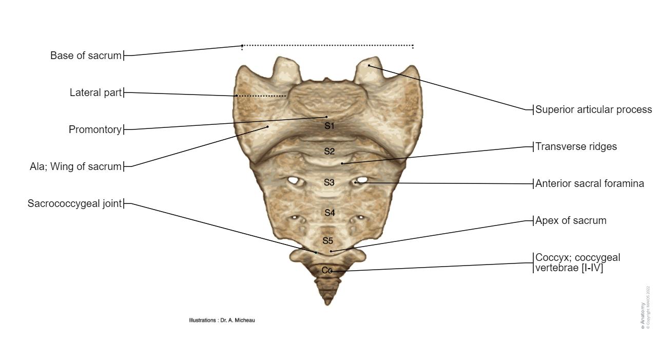 Normal Sacrum Alignment Anatomy of the spine and back: normal anatomy | e-Anatomy