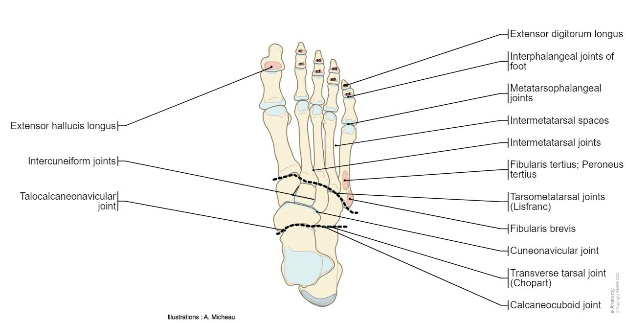 E Anatomy e-anatomy