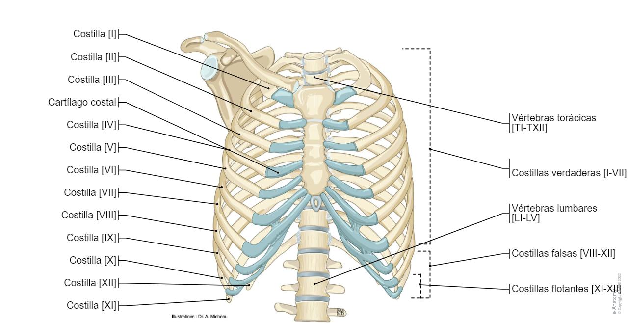 Torax Simple Anatomía Del Tórax Humano 1400x1400