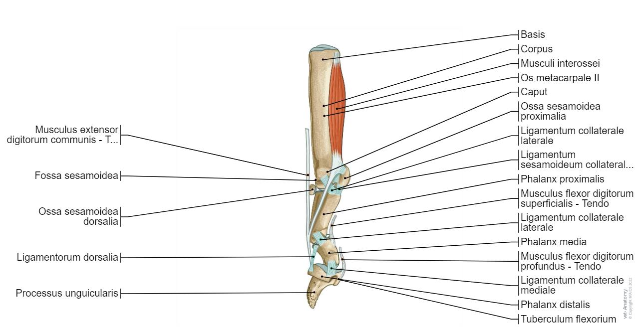 Arthrologie Des Hundes Abbildungen Normale Anatomie Vet Anatomy arthrologie-des-hundes-abbildungen-normale-anatomie-vet-anatomy