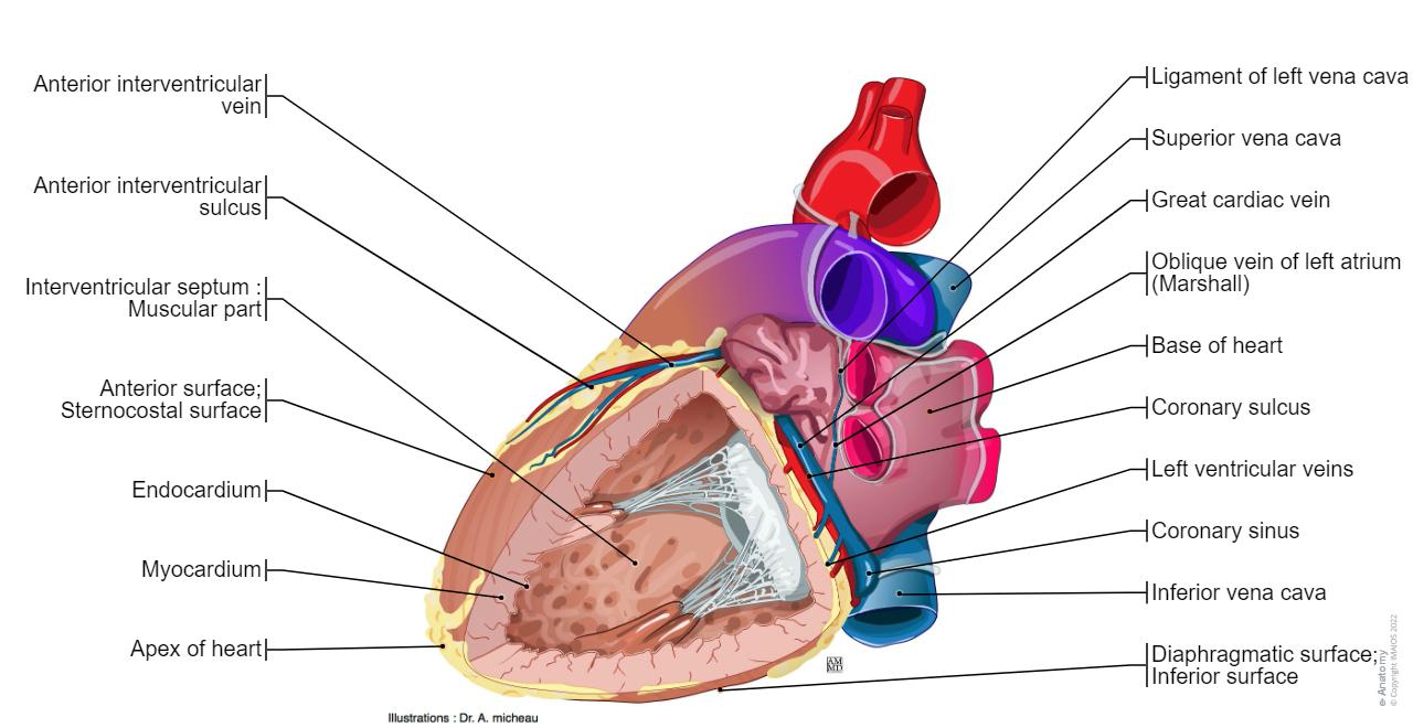 Heart: illustrated anatomy | e-Anatomy