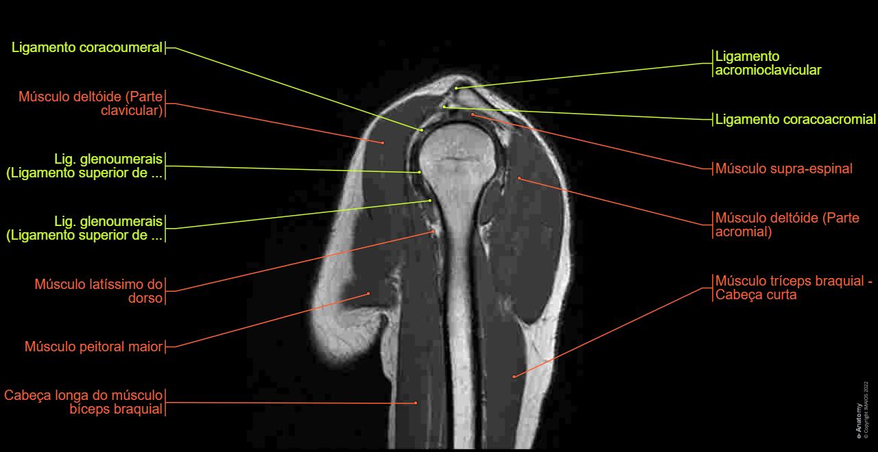 D Rotulada Anatomia Do Braco Humano Rotulada 396x872