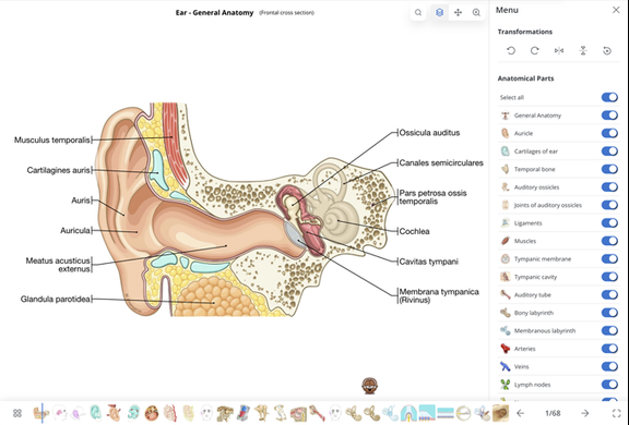 1 Ear Learn anatomy faster thanks to anatomical illustrations