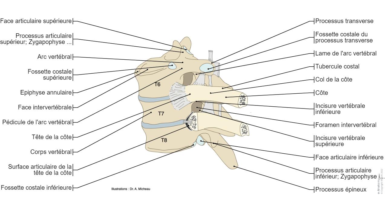 Schema Rachis Rachis Schémas : anatomie normale | e-Anatomy