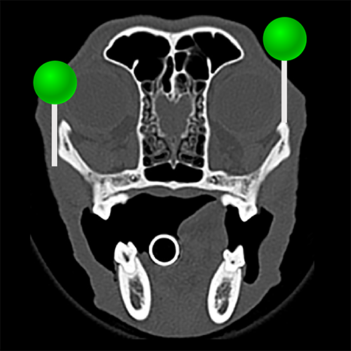 狗的头部(CT): 正常解剖 | vet-Anatomy