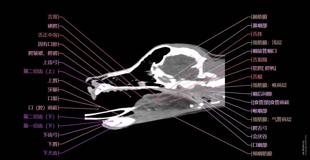狗的头部(CT): 正常解剖 | vet-Anatomy