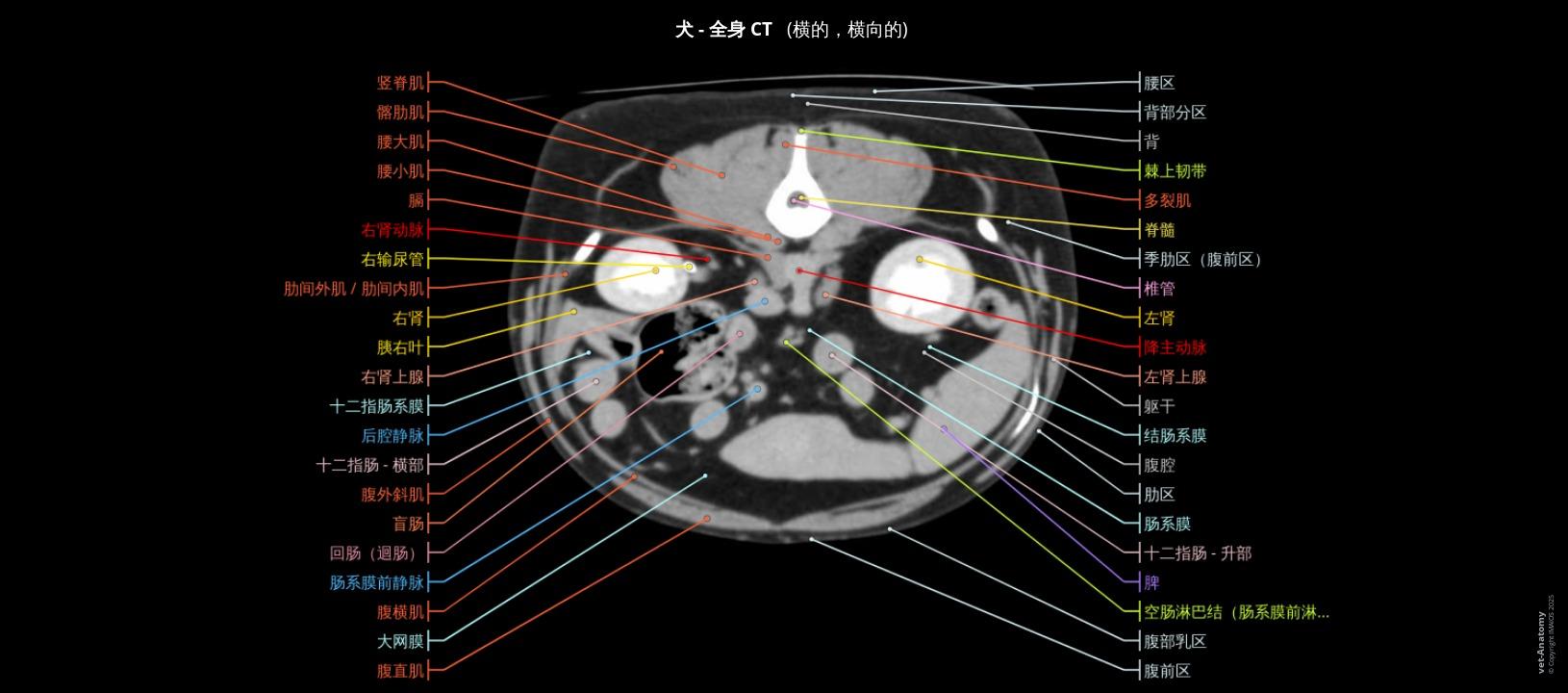 狗全身解剖图|vet-Anatomy