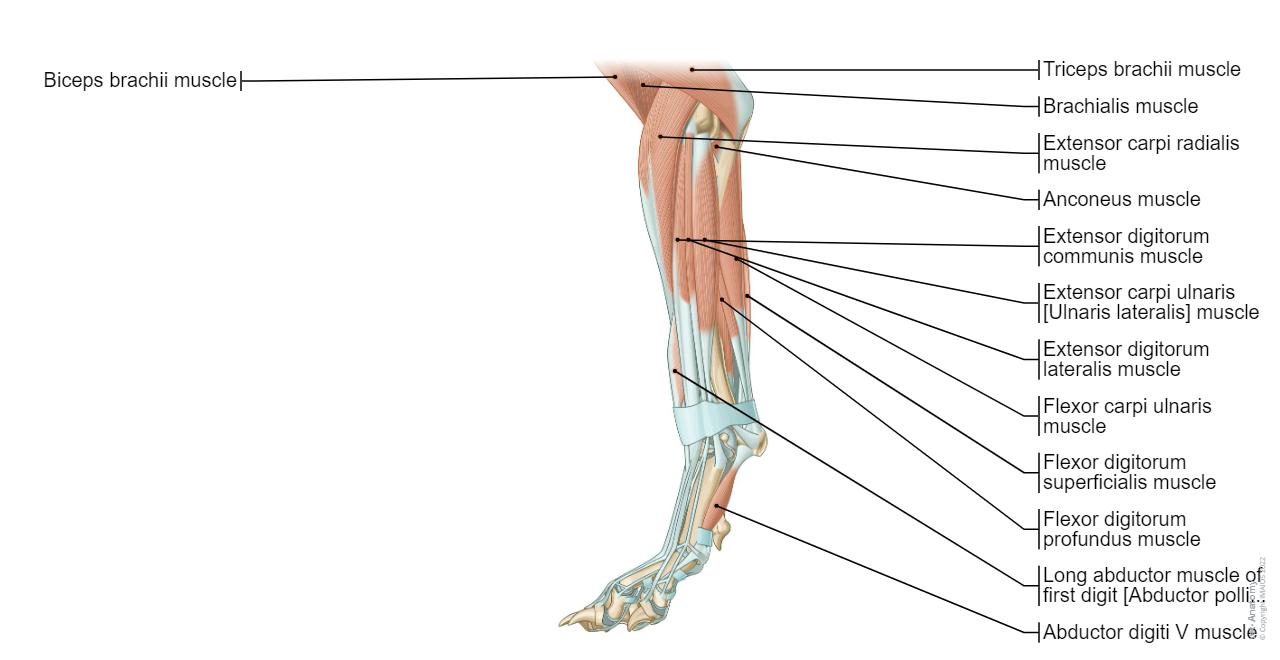 개 근육학: 정상 해부학 | vet-Anatomy