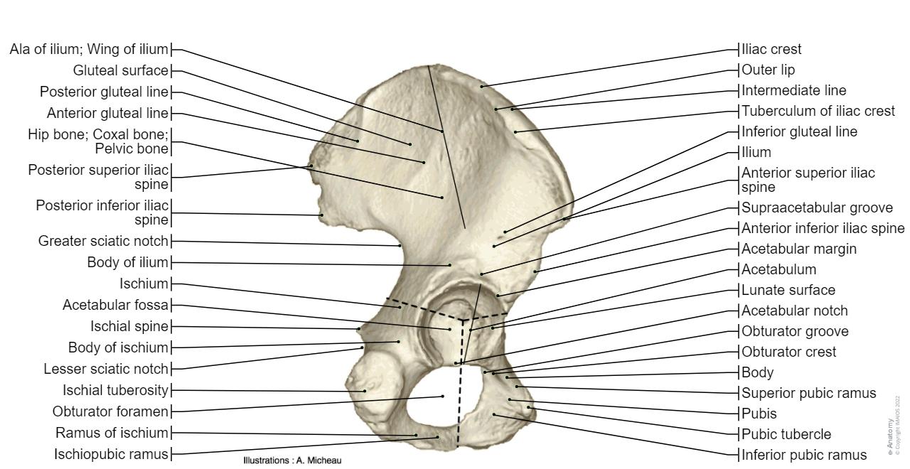 Anatomy of lower limb | e-Anatomy