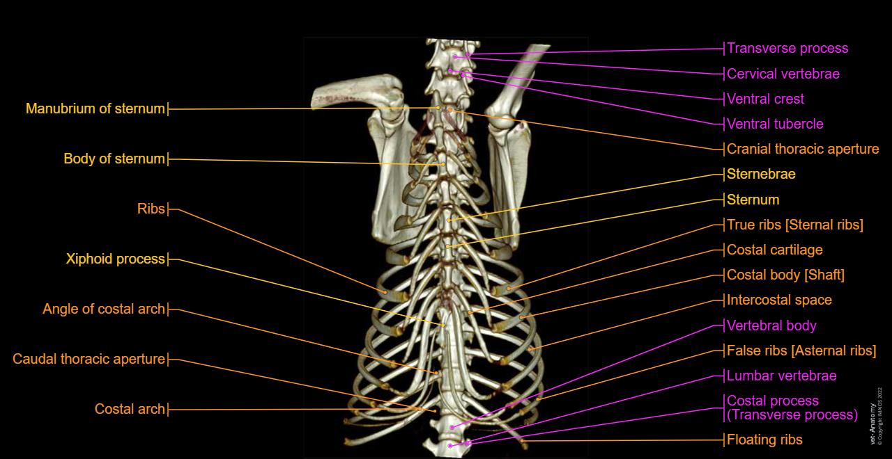 Canine Ribs Dog Rib Cage Anatomy Answers Rib Cage Quiz Clip Art At Clker.com