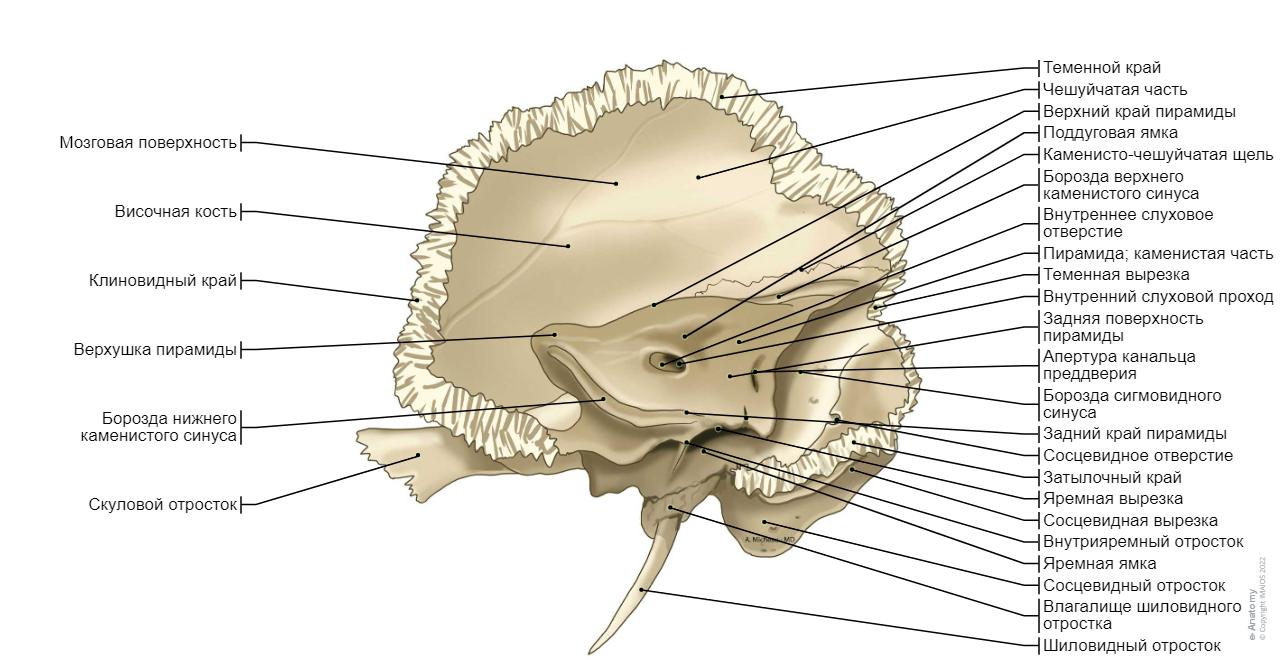 Hueso temporal (bordes, articulaciones, inserciones, anatomia) Hueso temporal, H