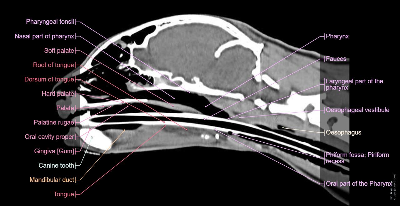 Head and neck anatomy of the cat on CT - normal anatomy | vet-Anatomy