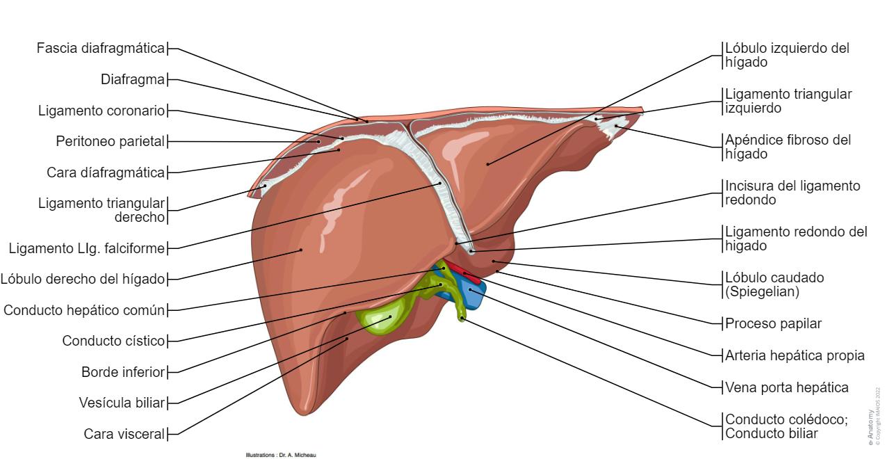 Anatomía Del Sistema Hepático Anatomía Del Hígado Infografía
