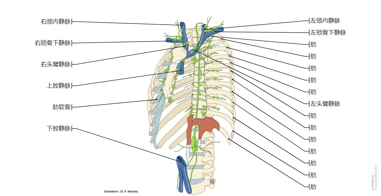 胸腔/乳房 : 正常解剖 | e-Anatomy