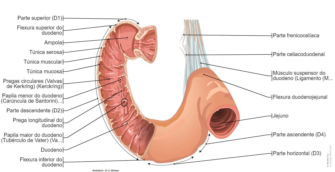 Intestino Normal Anatomia Do Diagrama Do Intestino