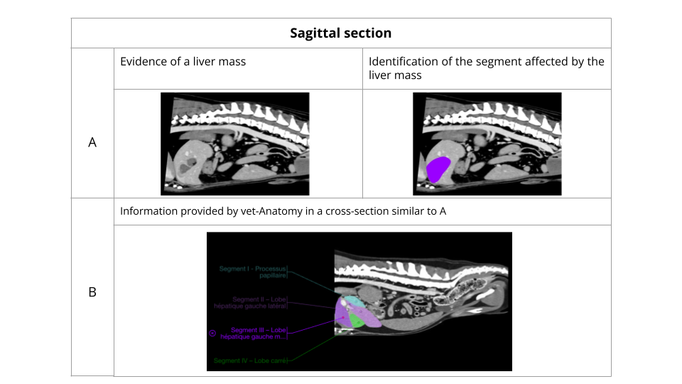 Ct Scan In Dogs What tool should I use to read a veterinary CT Scan?