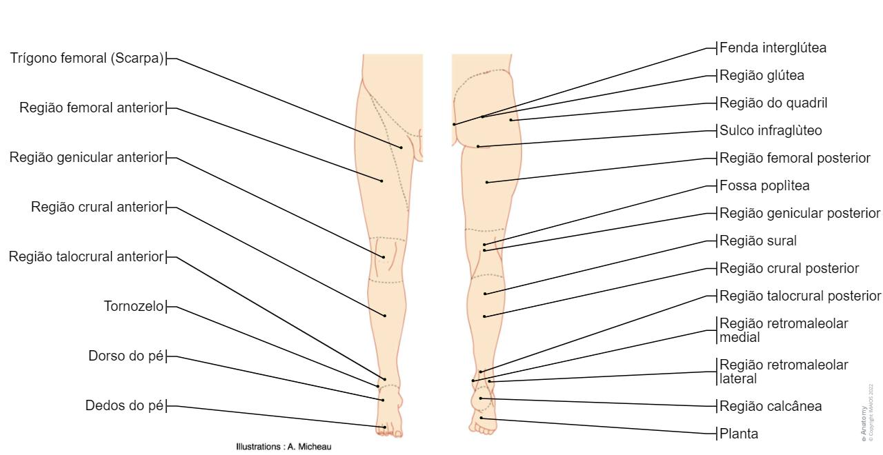Anatomia do membro inferior | e-Anatomy