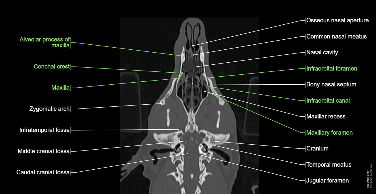 Ct Scan In Dogs La testa e il cranio canino (TC): anatomia normale | vet-Anatomy