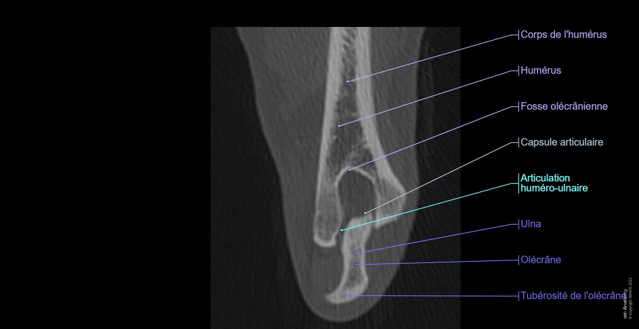 Coude du chien - anatomie normale | vet-Anatomy