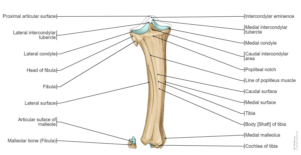 Bovine osteology : normal anatomy | vet-Anatomy