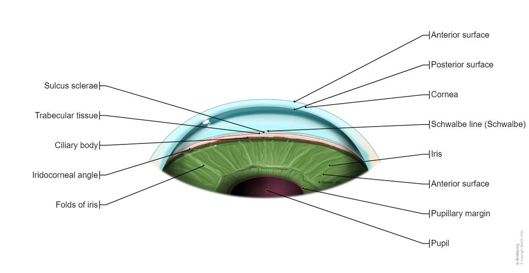 Insect Eye Reticula Orbits and eyes Illustrations: normal anatomy| e-Anatomy