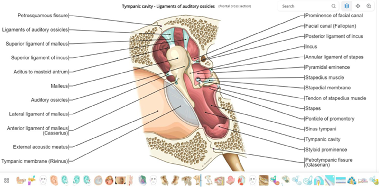 New Modules Added To Our Anatomy Atlases new-modules-added-to-our-anatomy-atlases