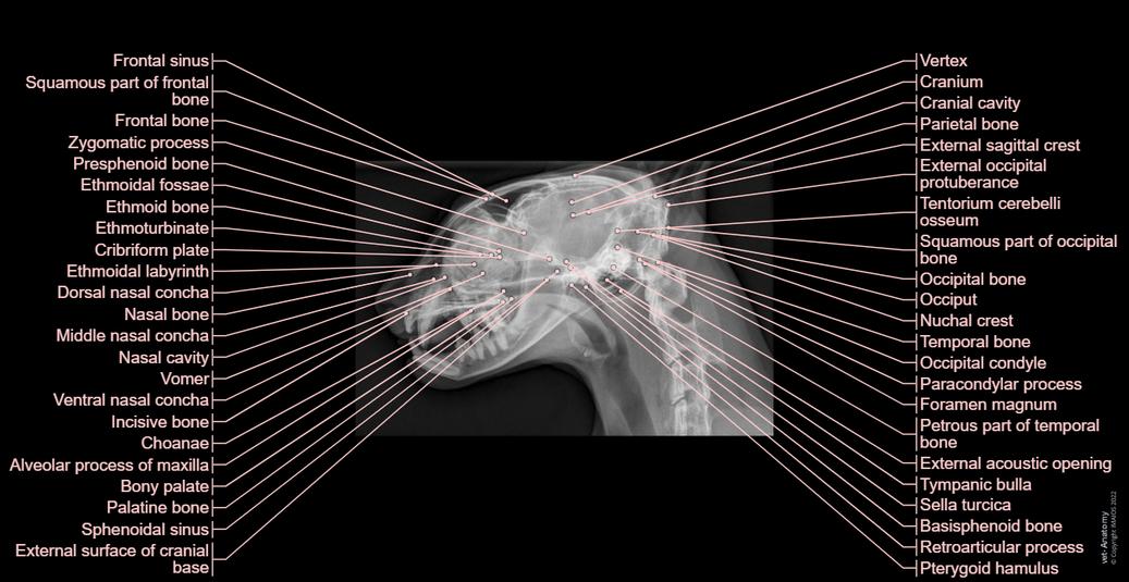 Cat Ribs Counted Radiograph Radiographs of the cat: normal anatomy | vet-Anatomy