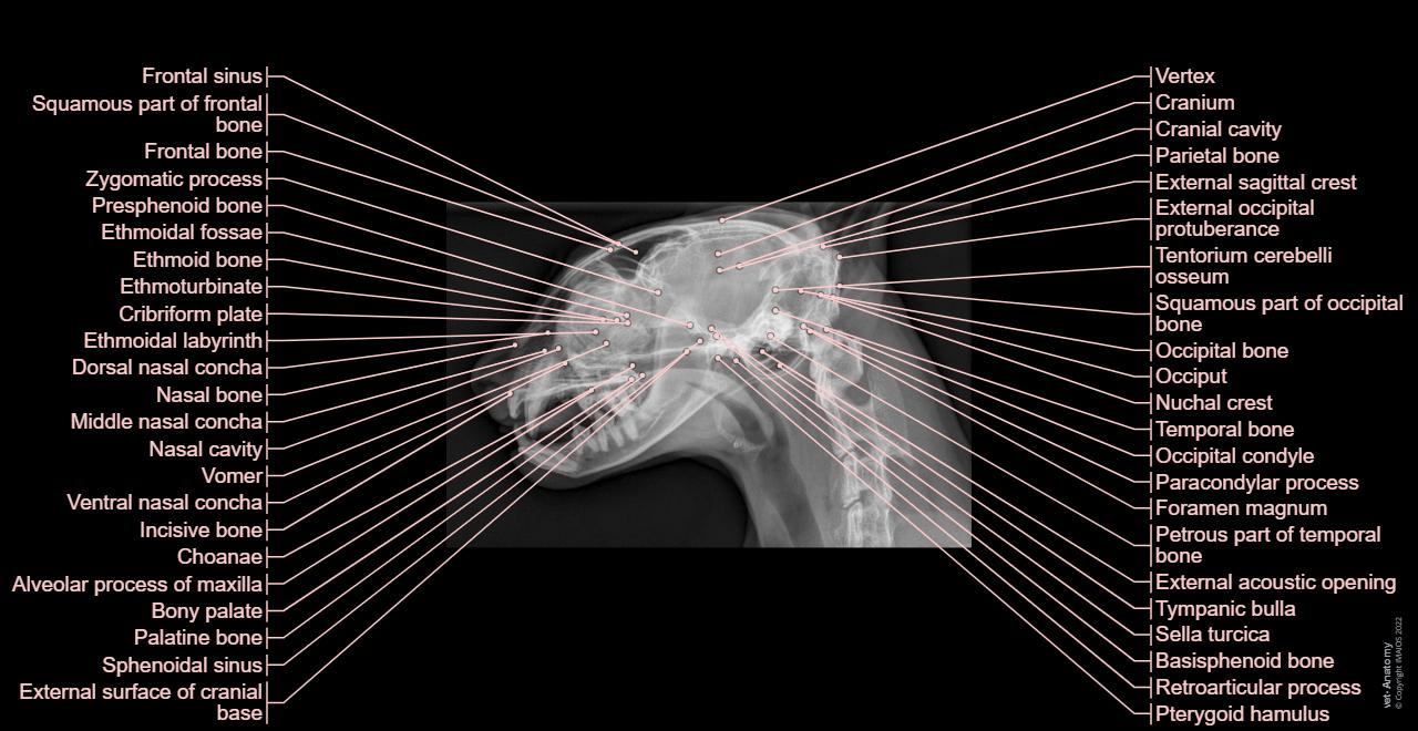 Spinous Process Cat Radiograph Radiographs of the cat: normal anatomy | vet-Anatomy