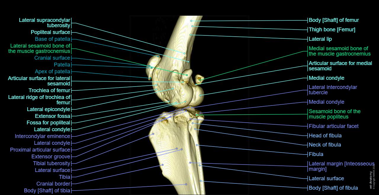 Stifle joint anatomy of the dog on MRI - normal anatomy | vet-Anatomy