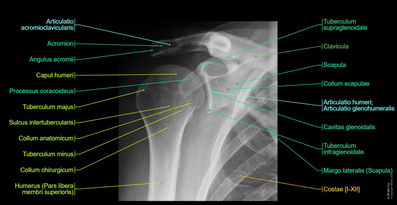 Radiologische Anatomie Der Oberen Extremit t Normale Anatomie E Anatomy radiologische-anatomie-der-oberen-extremit-t-normale-anatomie-e-anatomy