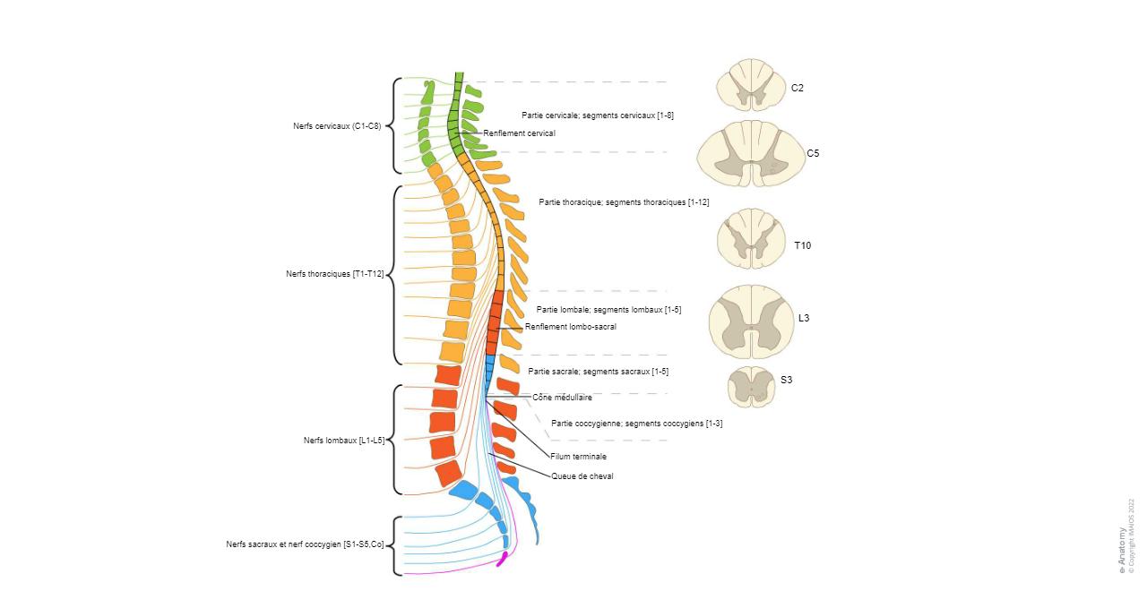 Moelle spinale Schémas : anatomie normale | e-Anatomy