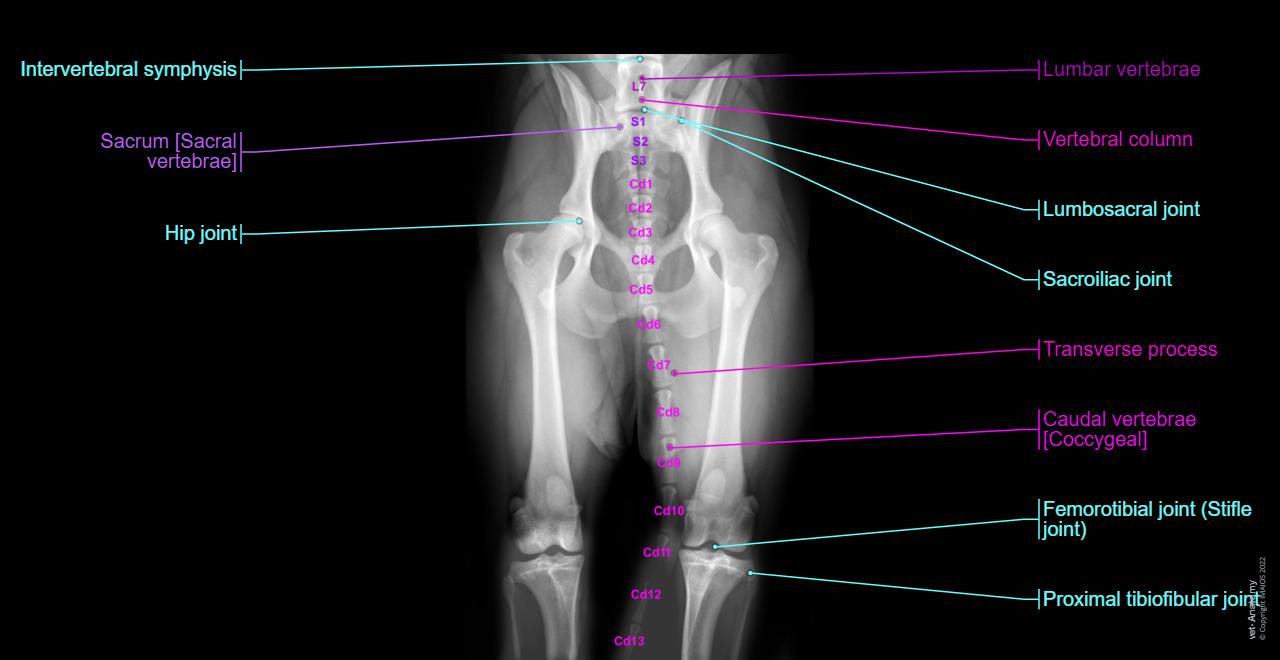 Radiographs Of The Dog Normal Anatomy Vet Anatomy radiographs-of-the-dog-normal-anatomy-vet-anatomy