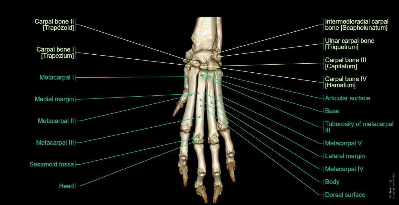 Metarcarpus 개의 앞발 및 앞발목 해부학 - 정상 해부학 | vet-Anatomy
