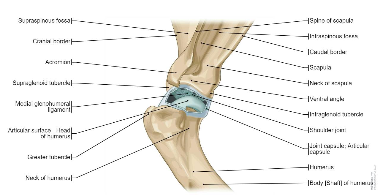 Greater Multangular Joint 개 관절학(삽화): 정상 해부학 | vet-Anatomy