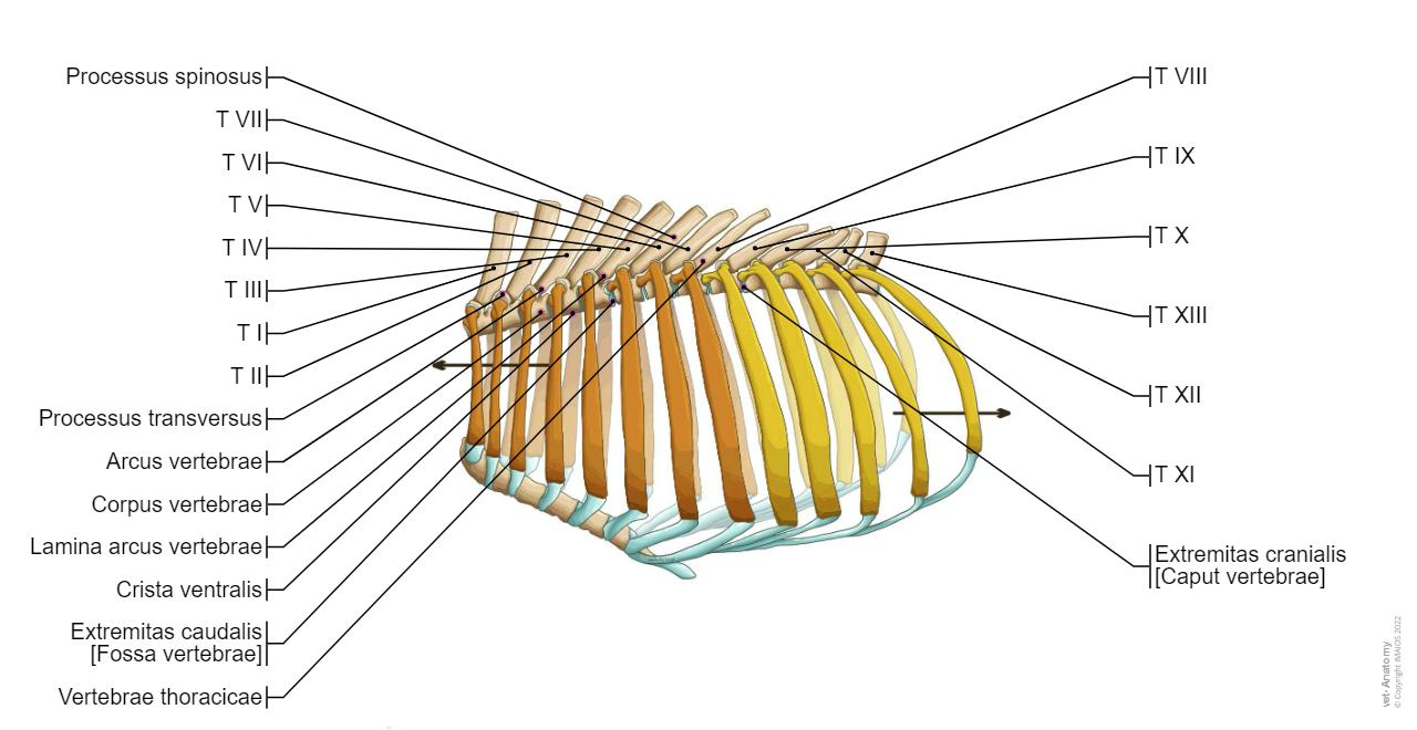 Anatomie Rind Osteologie des Rindes : normale anatomie | vet-Anatomy