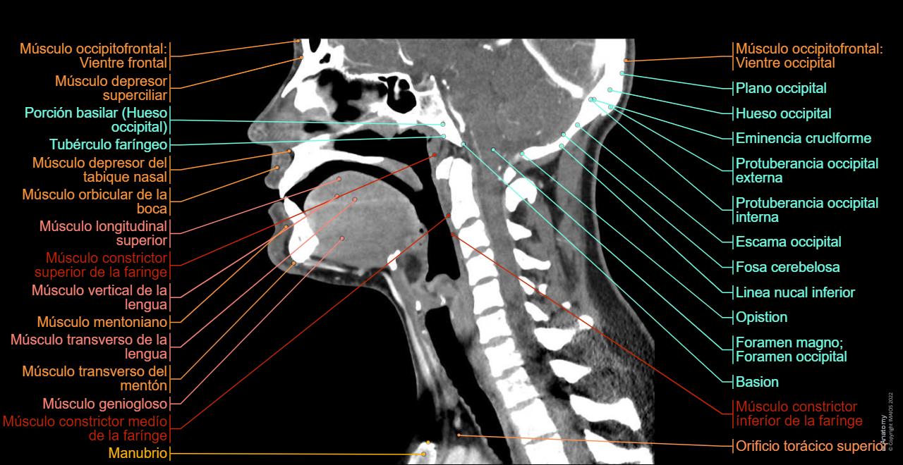 Anatomía Del Cuello Por Tc 06. Vísceras Del Cuello | Enfermería