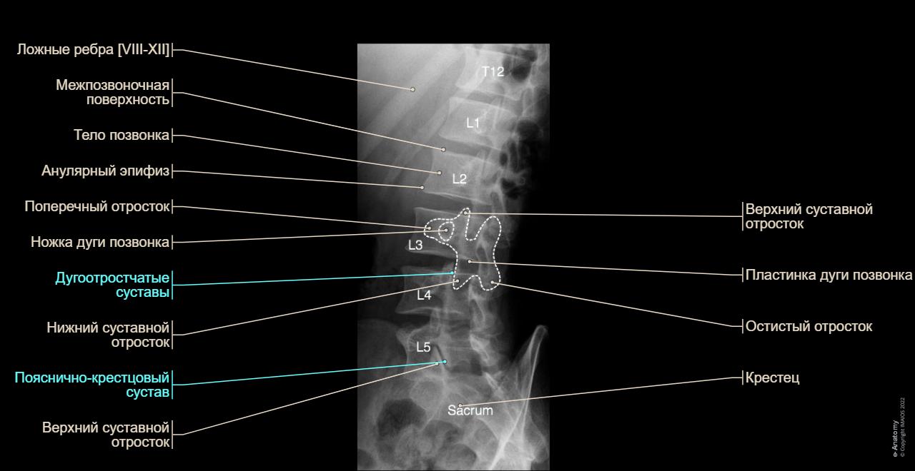 E Anatomy e-anatomy