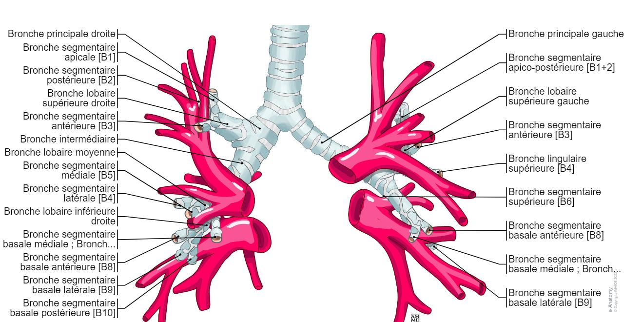 Anatomie Des Poumons PPT ANATOMIE DES POUMONS PowerPoint anatomie-des-poumons-ppt-anatomie-des-poumons-powerpoint