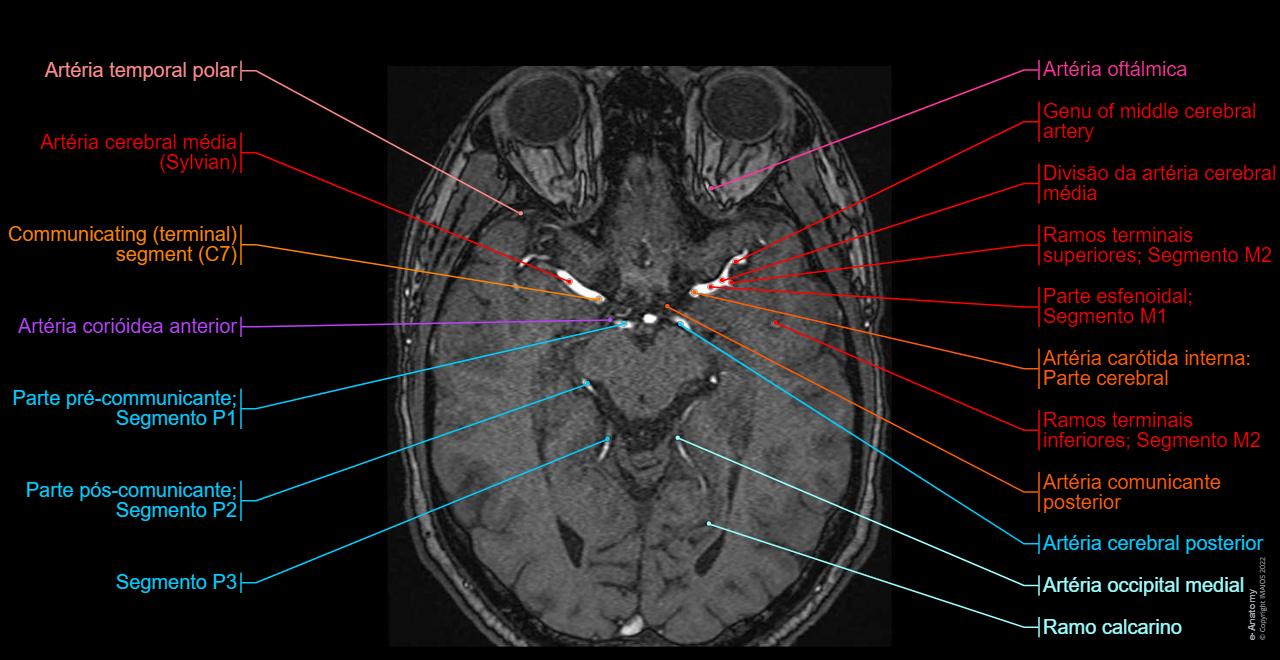 Cerebro Da Arteria Carotida Interna 20.5 Circulatory Pathways