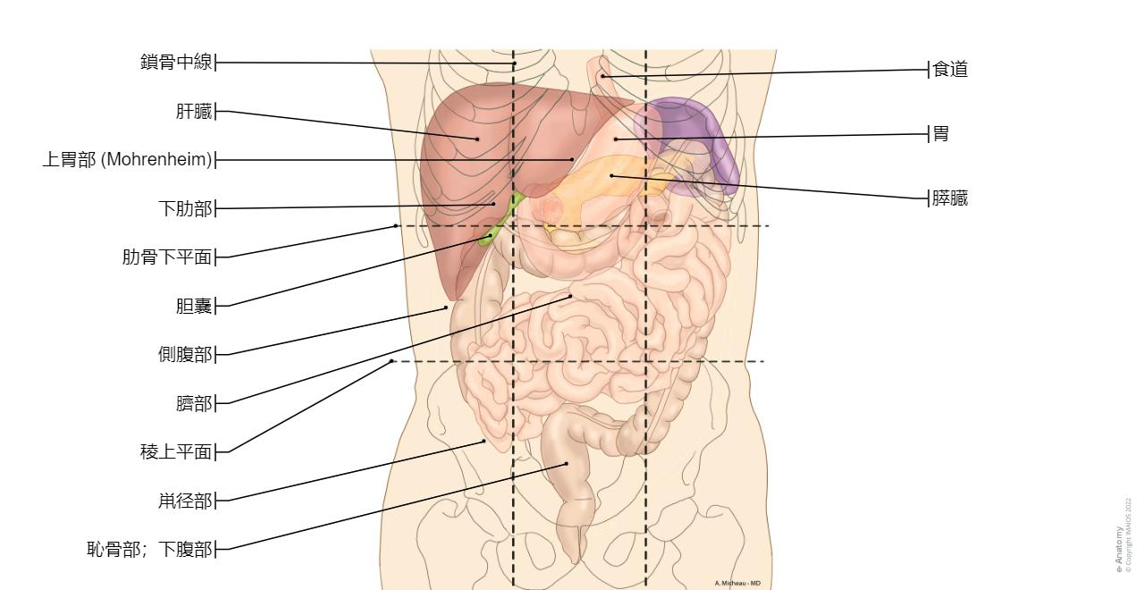 無修正 女性器解剖 図鑑 膣萎縮。膣壁の菲薄化、乾燥および炎症のイラスト素材・ベクター Image 194572198