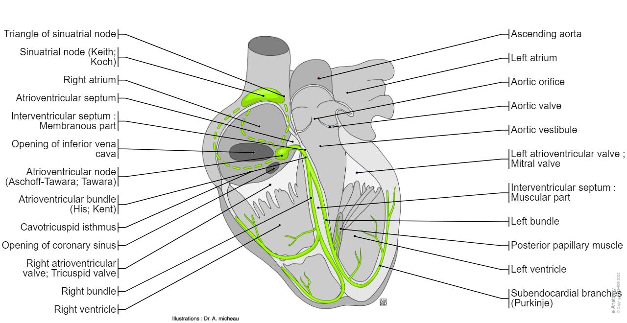 Hart Node Heart: illustrated anatomy | e-Anatomy