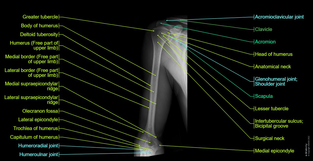 Normal Ap Humerus Humerus X Ray Anatomy Shoulder: MRI, Radiographical, And Illustrated